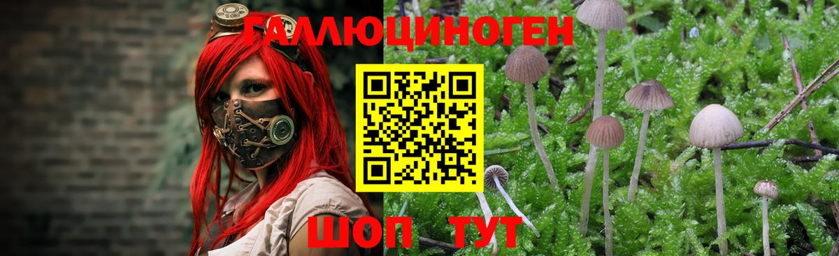 Галлюциногенные грибы GOLDEN TEACHER Губаха